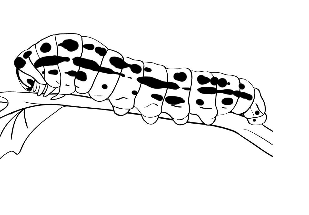 Free Printable Caterpillar Coloring Pages For Kids - Animal Place