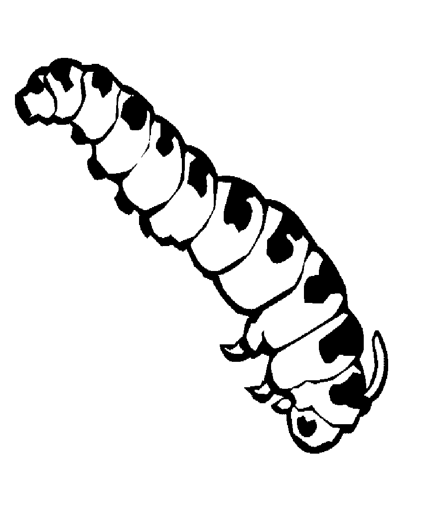 Free Printable Caterpillar Coloring Pages For Kids