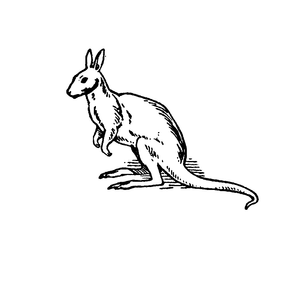 Download Free Printable Kangaroo Coloring Pages For Kids | Animal Place