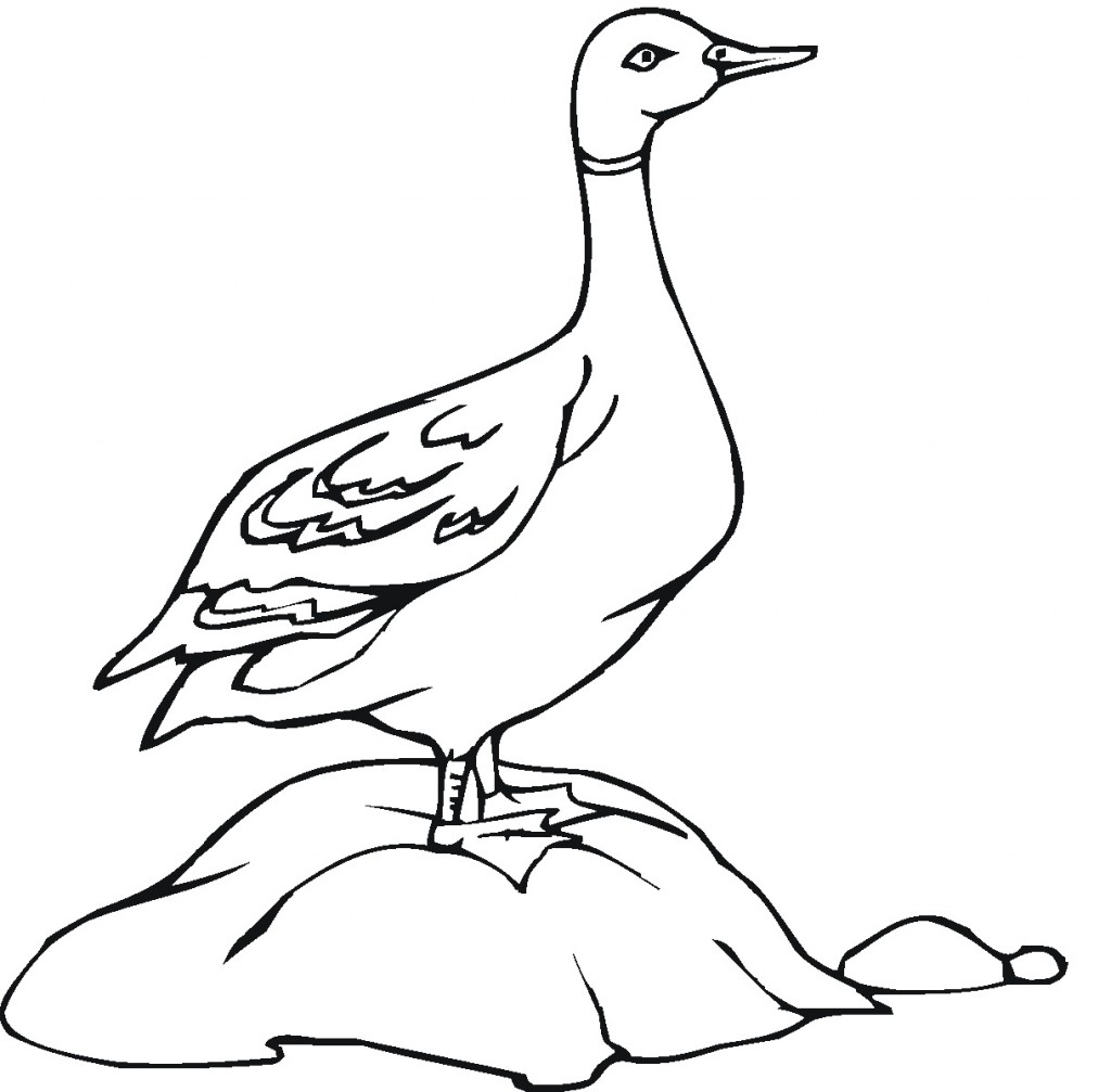 Download Coloring Page of Duck Pictures - Animal Place