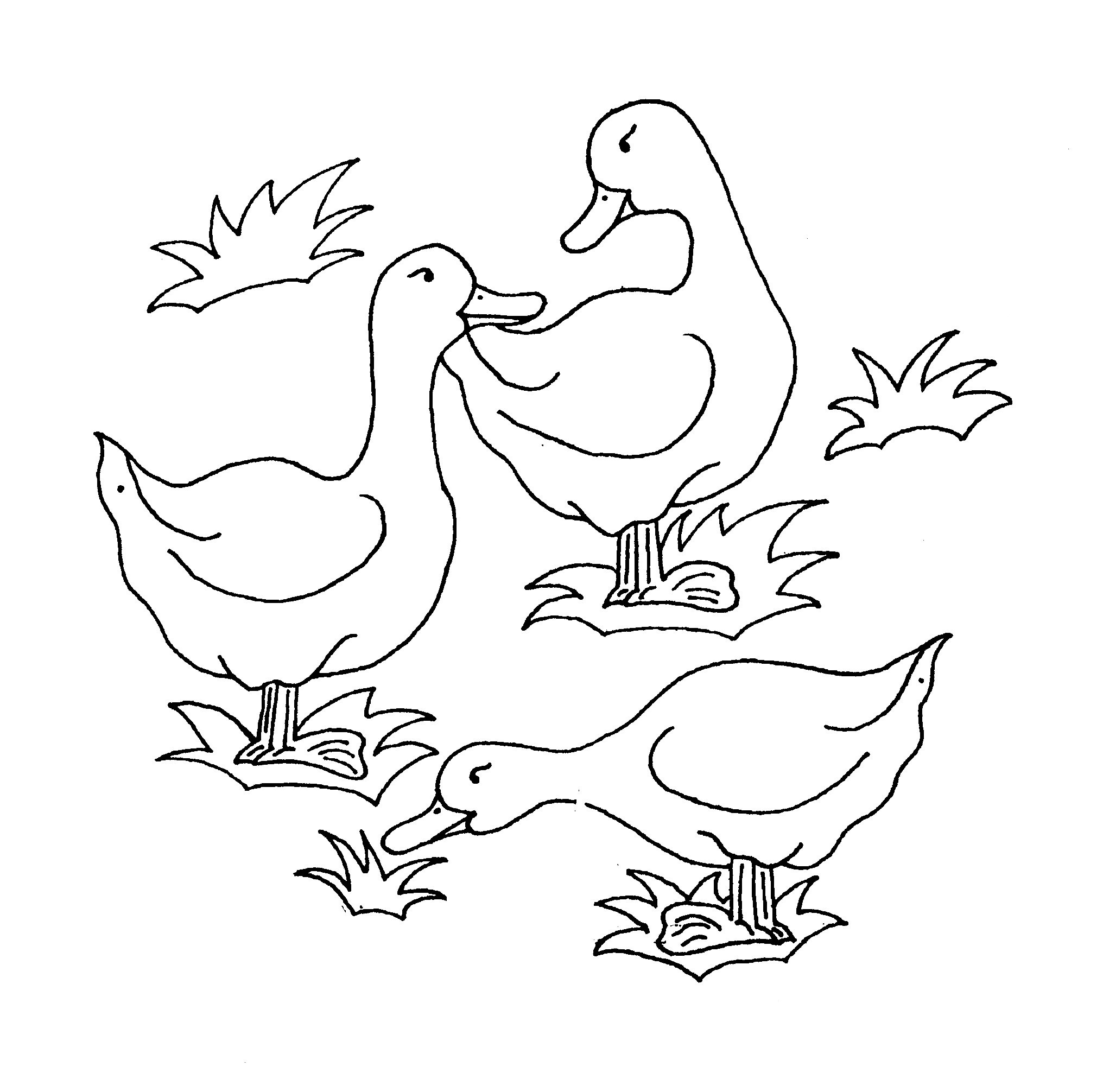 Download Coloring Page of Ducks - Animal Place