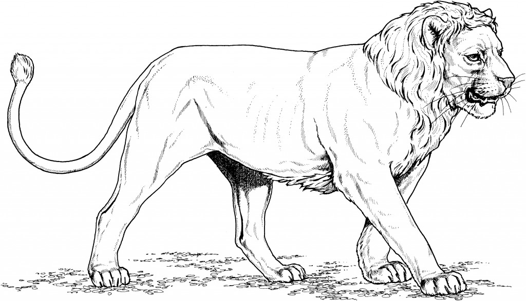 Coloring Page of Lion Picture – Animal Place