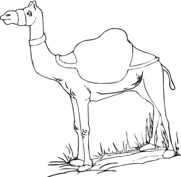 Download Free Printable Camel Coloring Pages For Kids | Animal Place