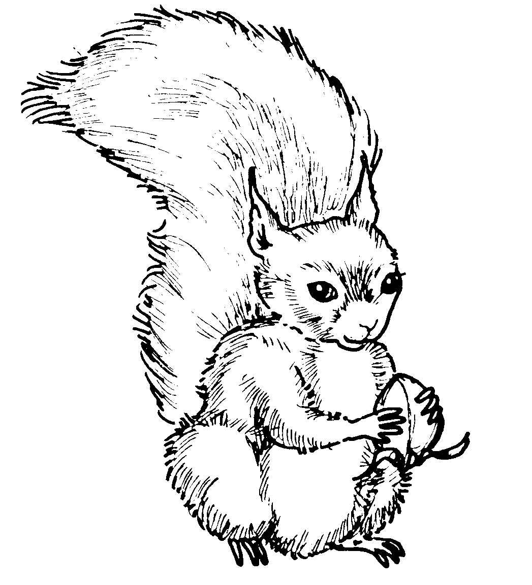 printable-squirrel-coloring-page