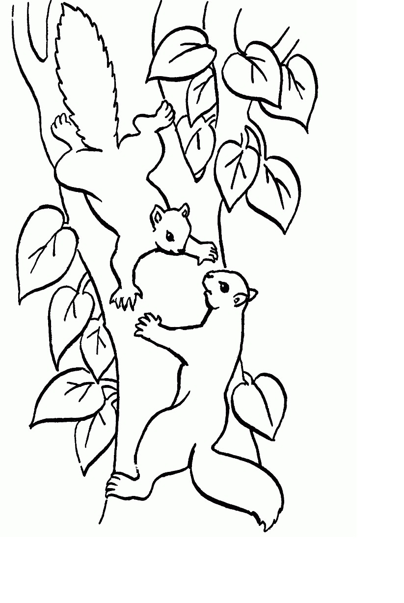 easy-cute-squirrel-coloring-pages-for-kids-free-printable