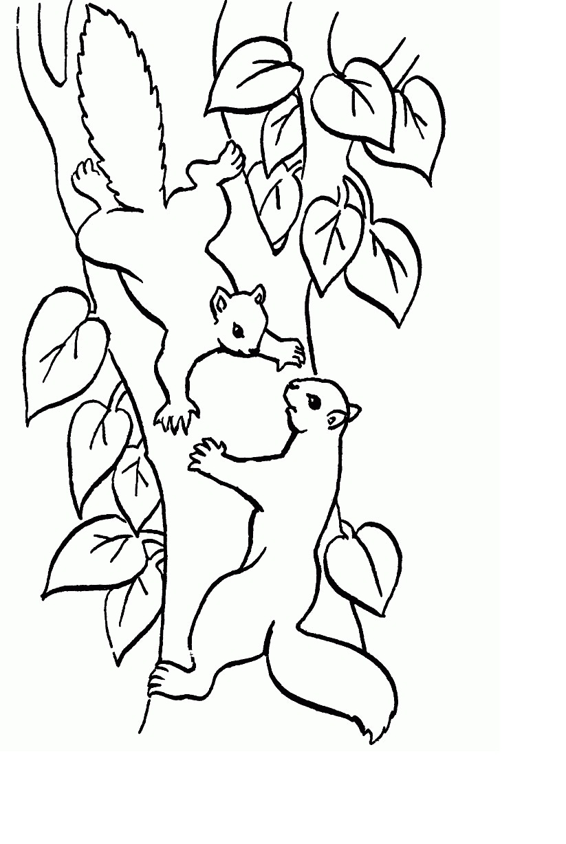 Free Printable Squirrel Coloring Pages For Kids - Animal Place