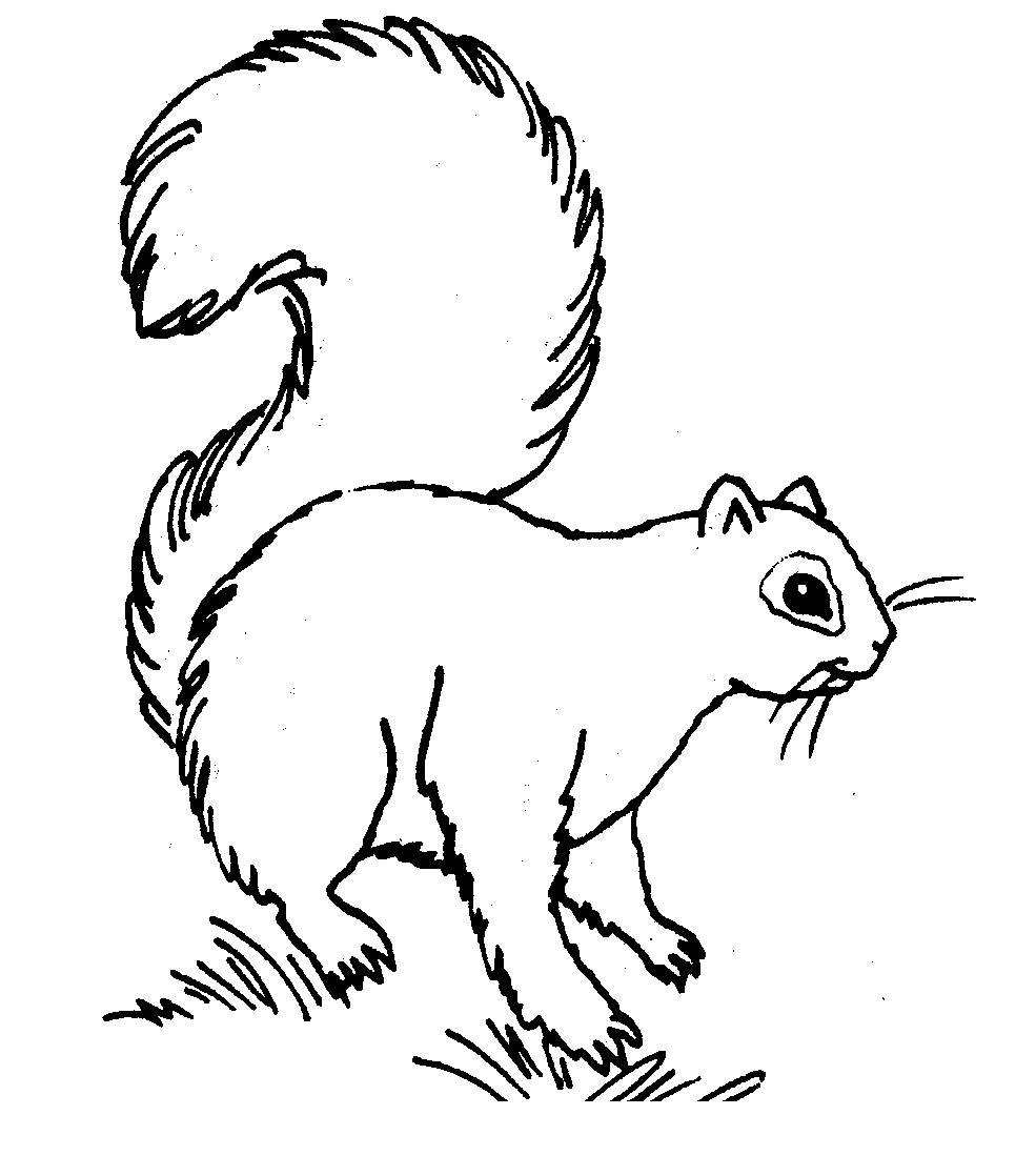 Free Printable Squirrel Coloring Pages For Kids Animal Place