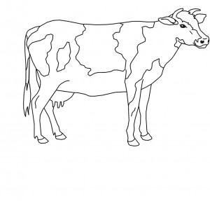 Cow Coloring Page Images – Animal Place
