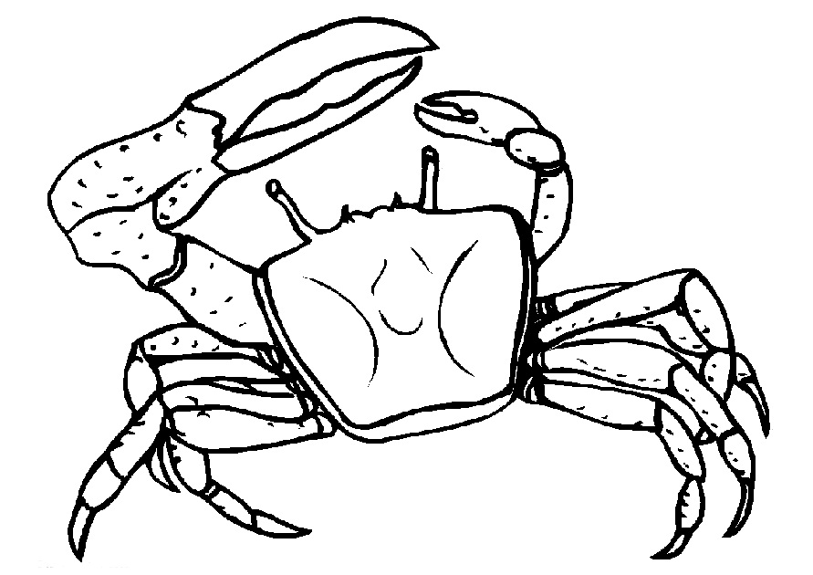 crab coloring page