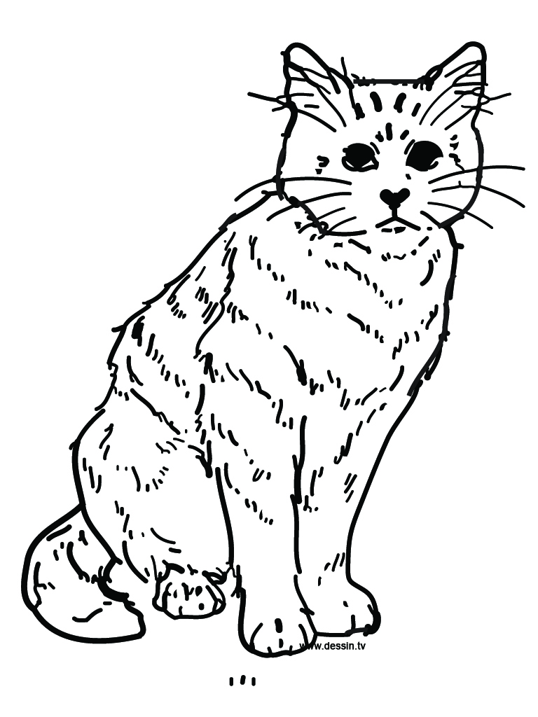 cat coloring pages