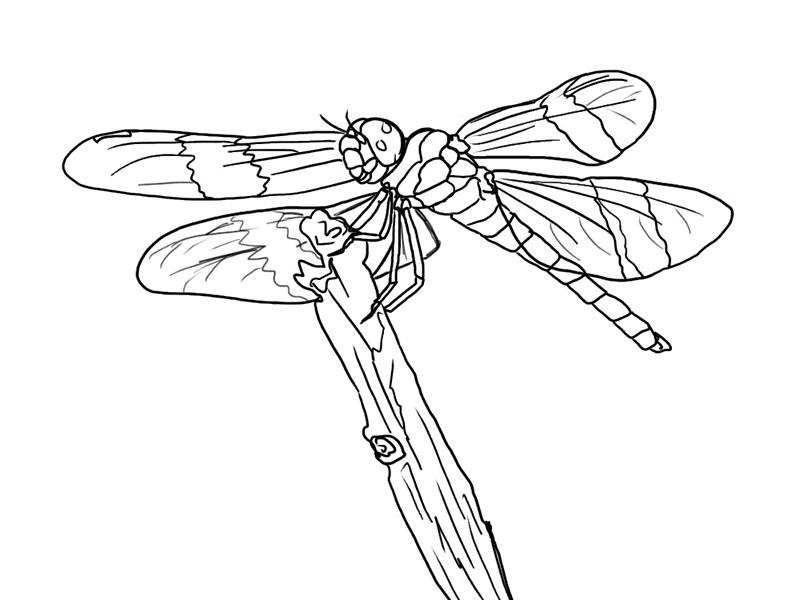 Free Printable Dragonfly Coloring Pages For Kids - Animal Place