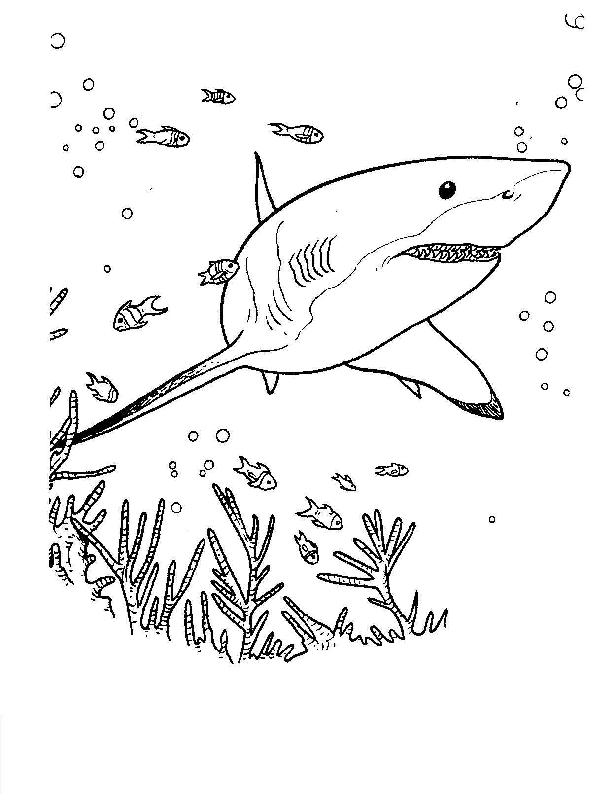 Download Free Printable Shark Coloring Pages For Kids | Animal Place