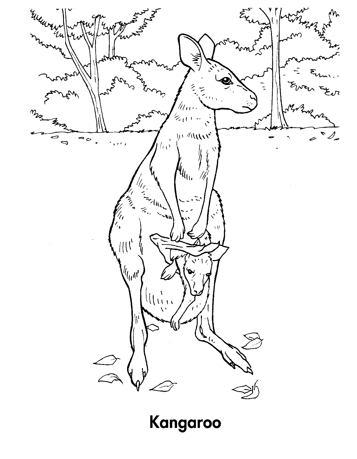 Download Wallaby Coloring Pages