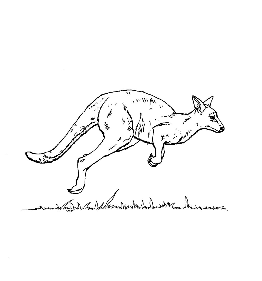 Download Free Printable Kangaroo Coloring Pages For Kids | Animal Place