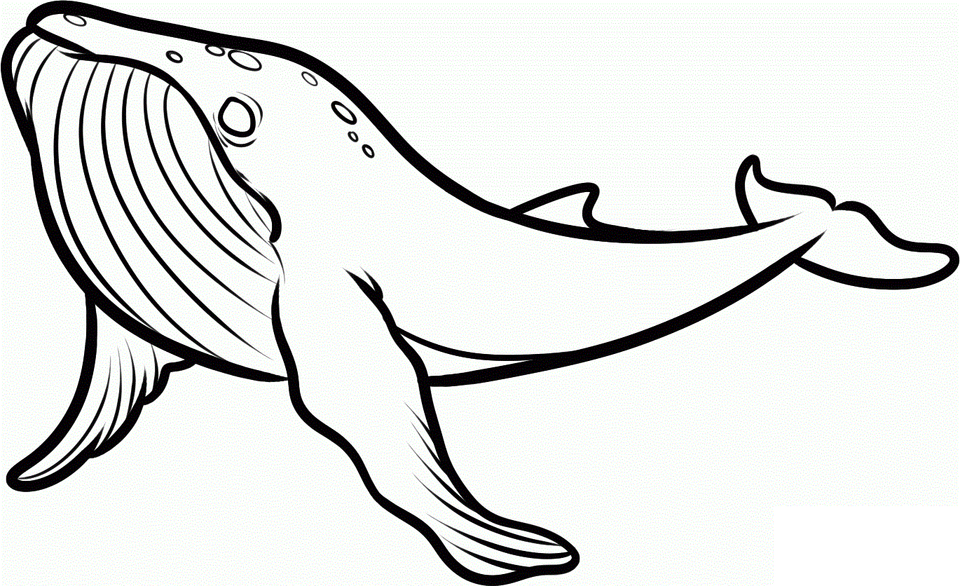 Free Printable Killer Whale Coloring Pages For Kids Animal Place