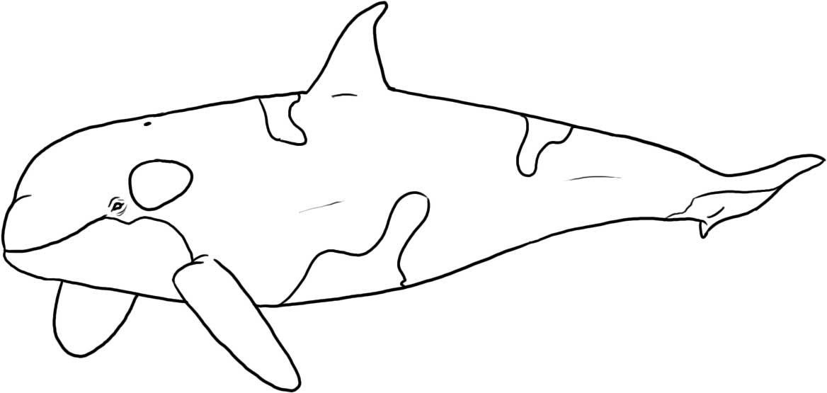 Free Printable Killer Whale Coloring Pages For Kids