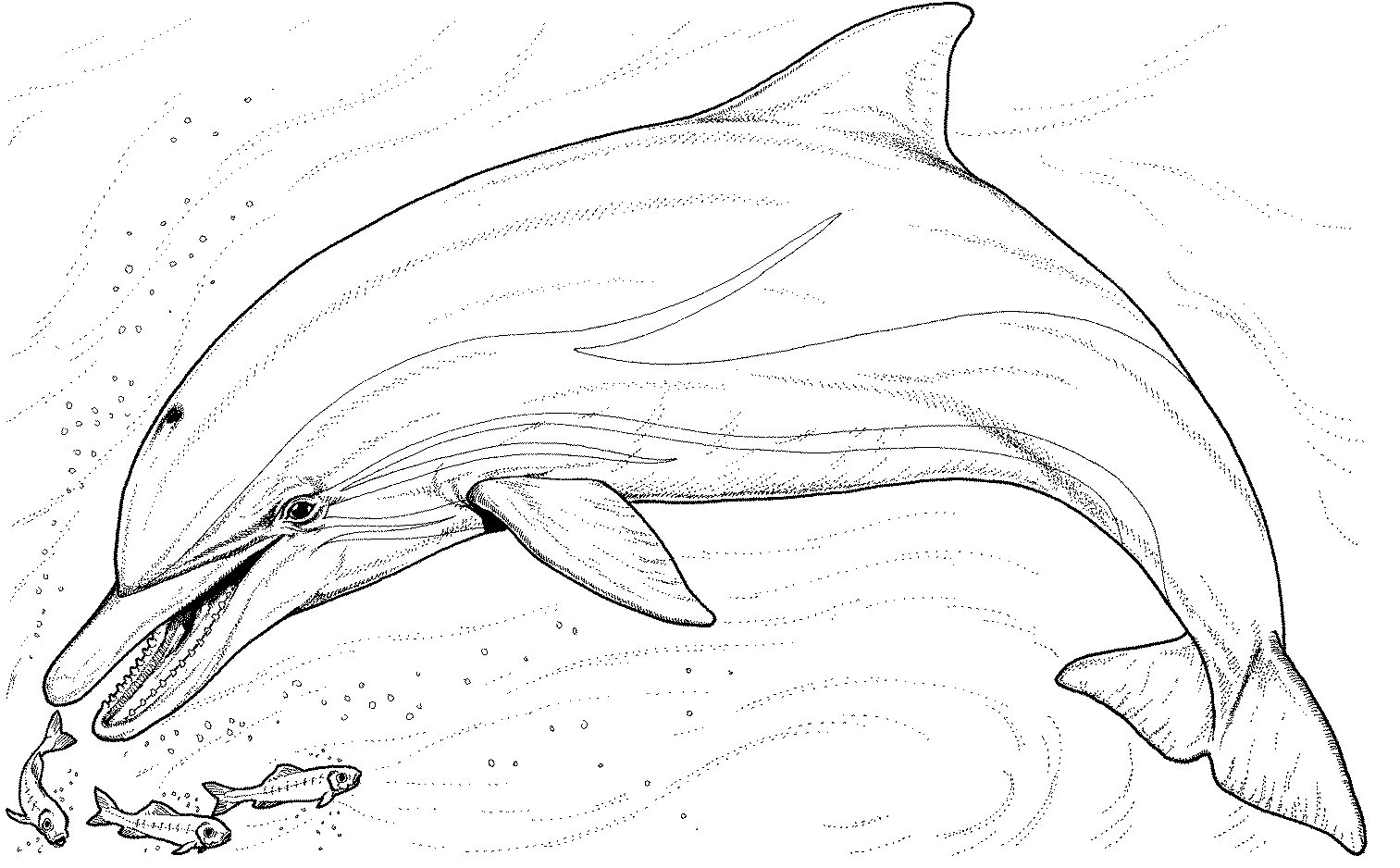 Free Printable Killer Whale Coloring Pages For Kids | Animal Place
