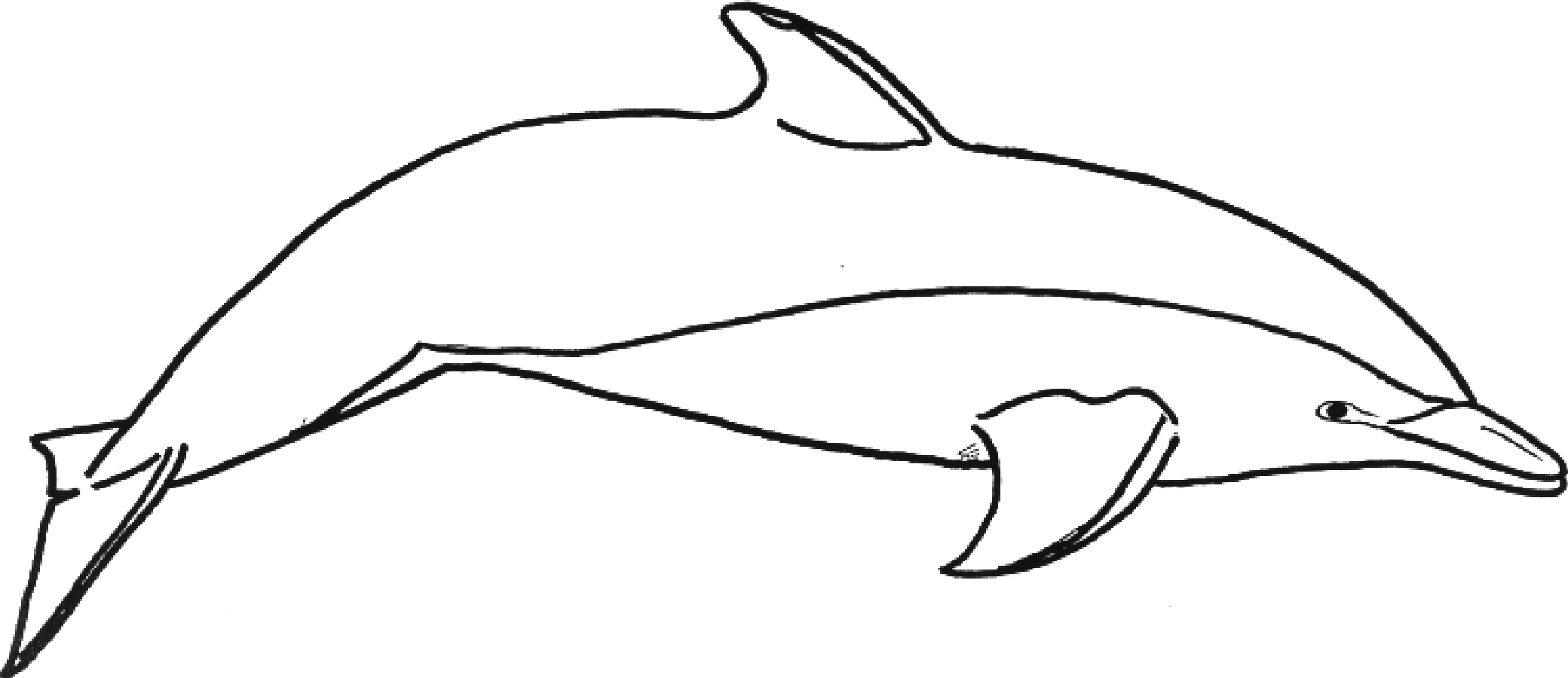 Free Printable Killer Whale Coloring Pages For Kids