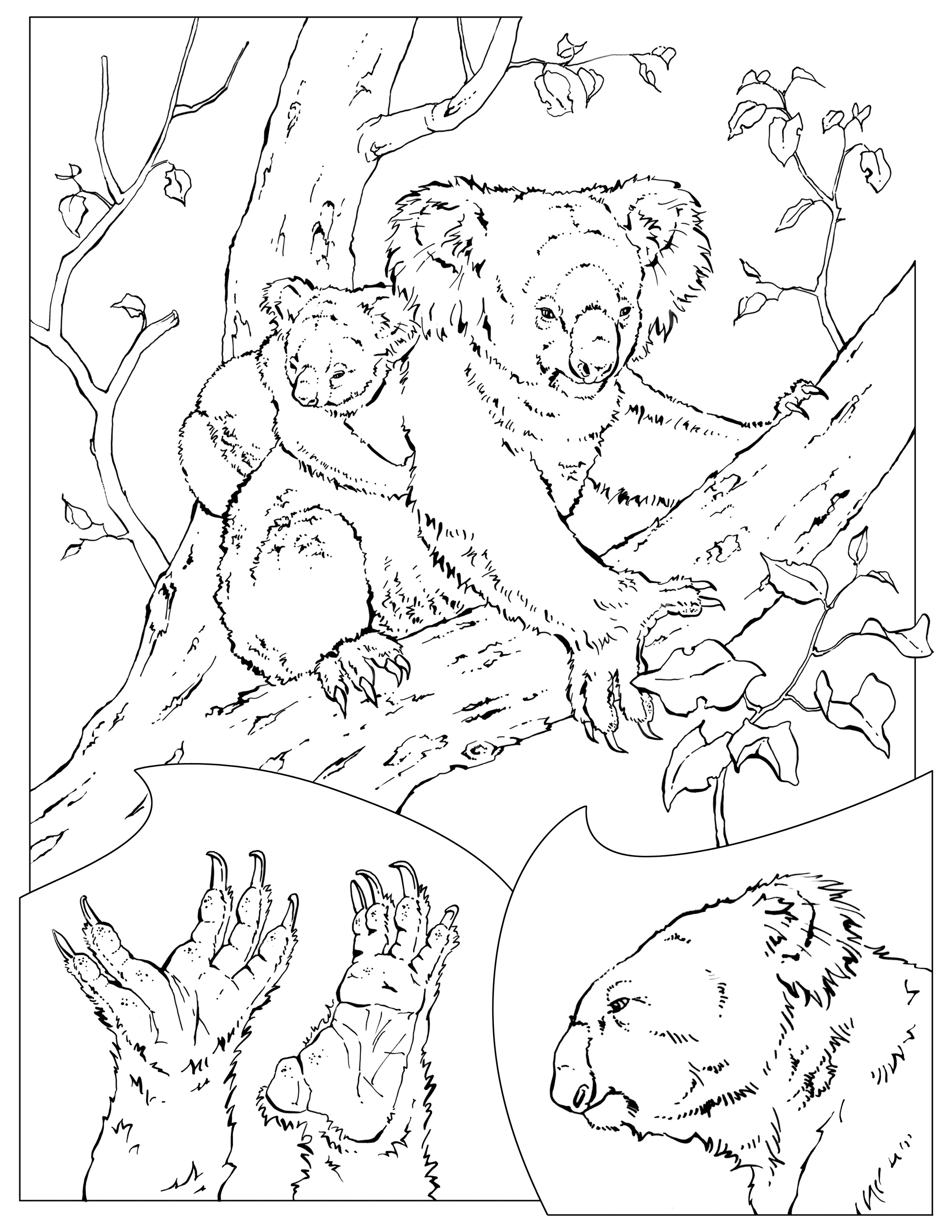 Free Printable Koala Coloring Pages For Kids - Animal Place