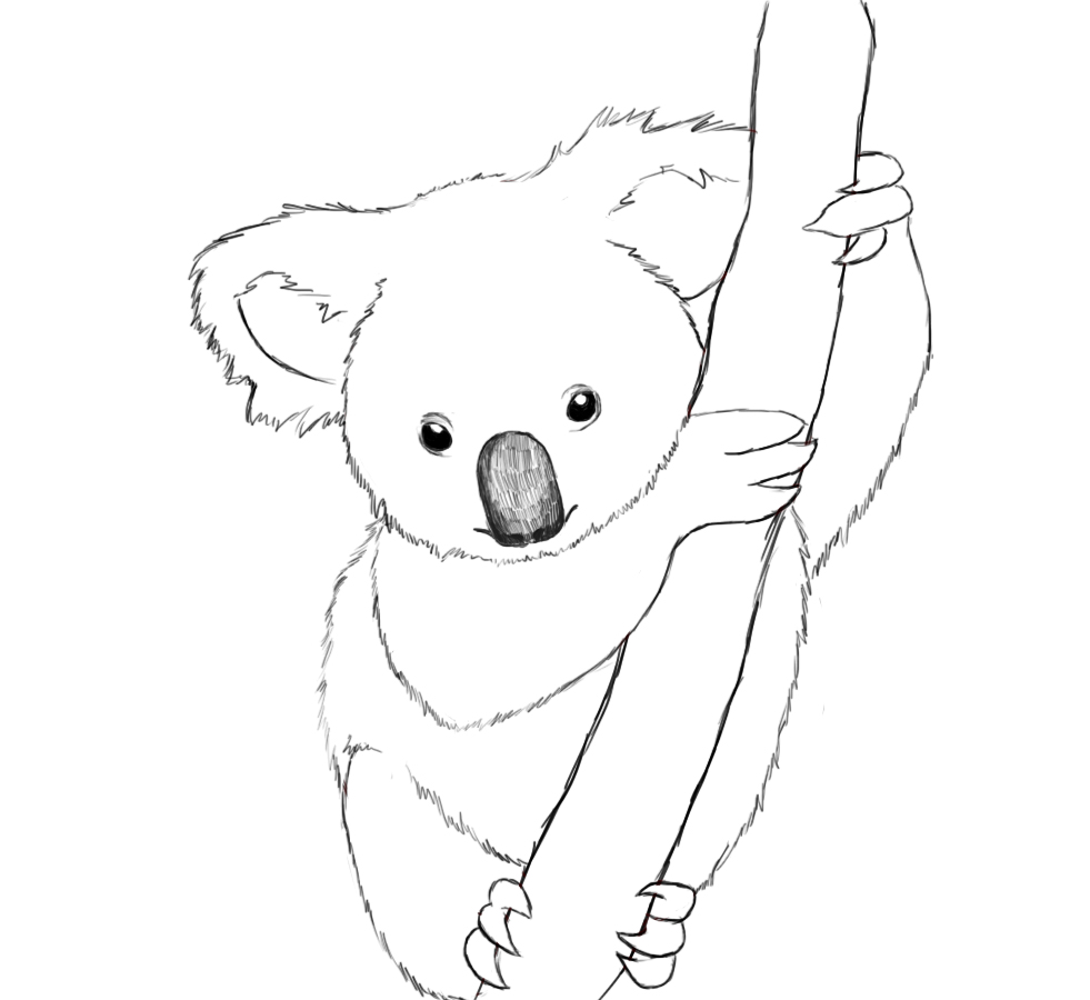 Free Printable Koala Coloring Pages For Kids - Animal Place