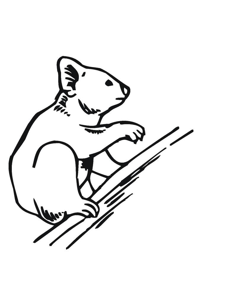 Download Free Printable Koala Coloring Pages For Kids | Animal Place