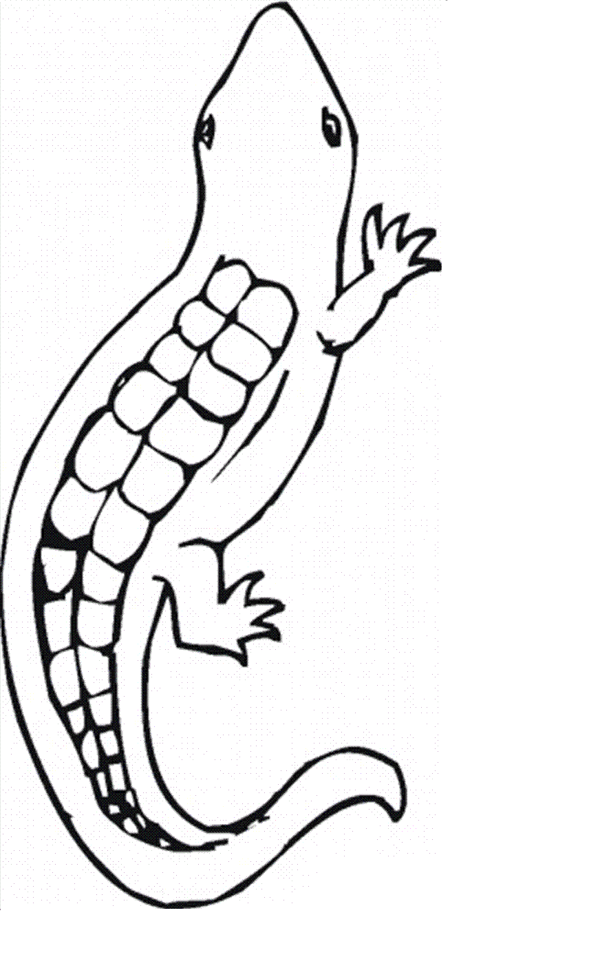 Free Printable Lizard Coloring Pages For Kids - Animal Place