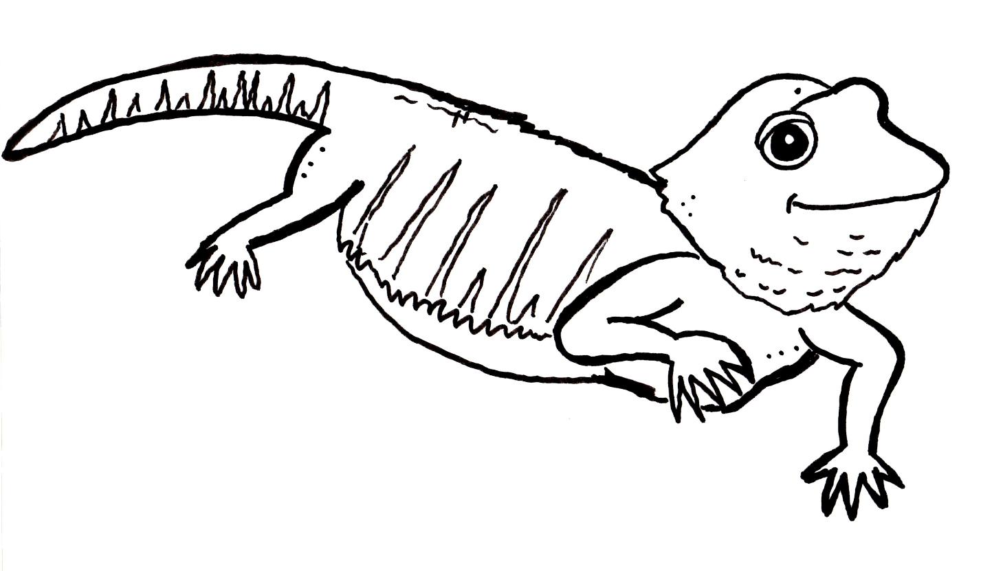 lizards coloring pages