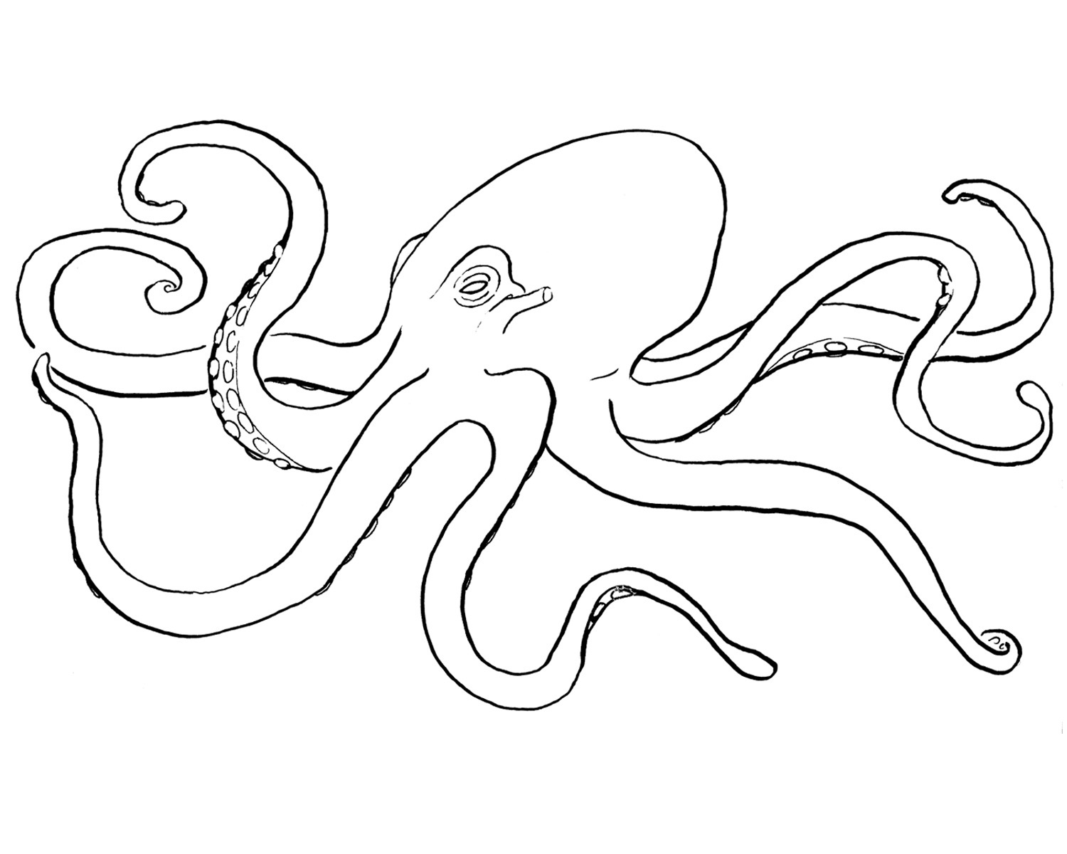 Free Printable Octopus Coloring Pages For Kids - Animal Place