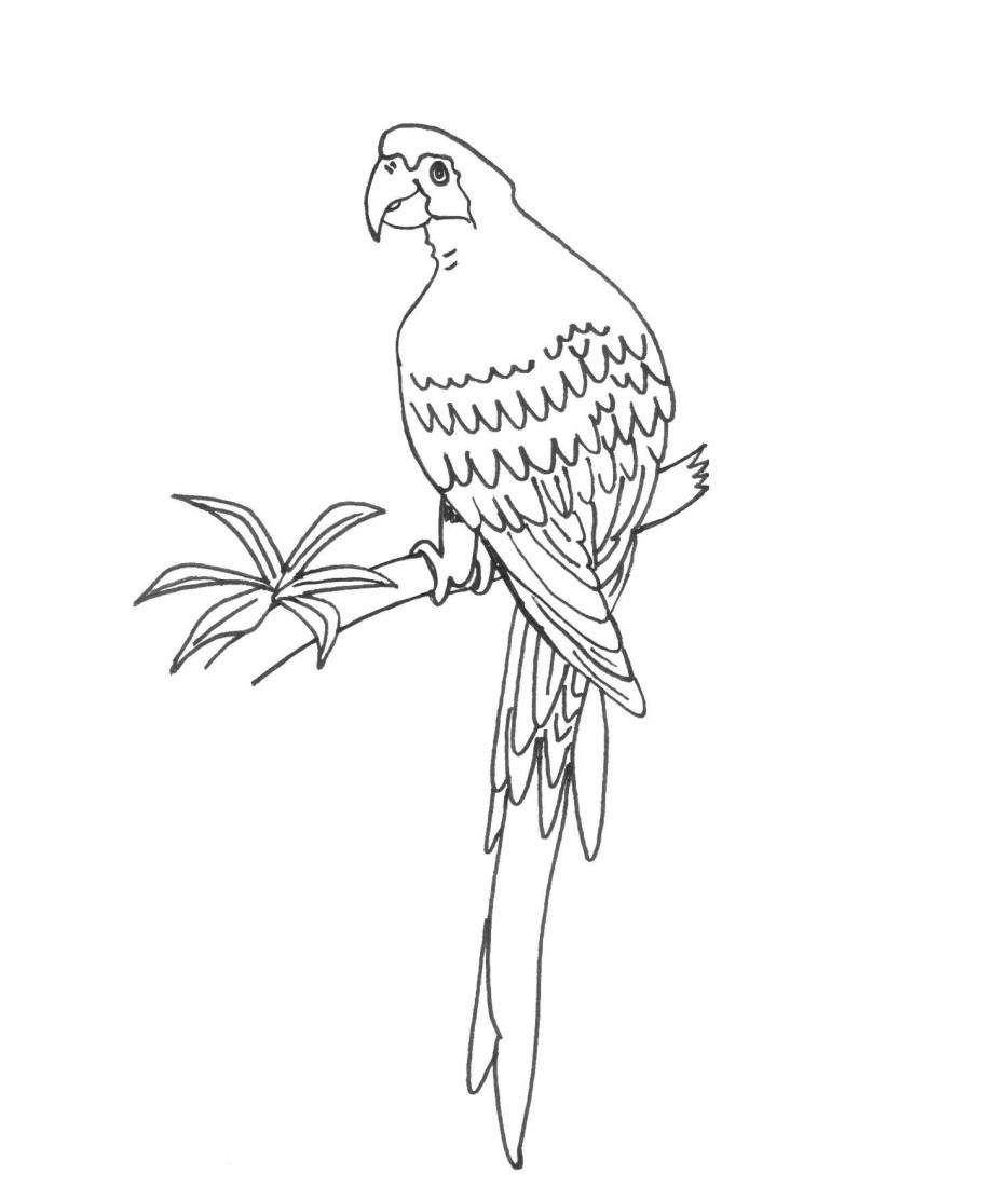 Download Free Printable Parrot Coloring Pages For Kids | Animal Place