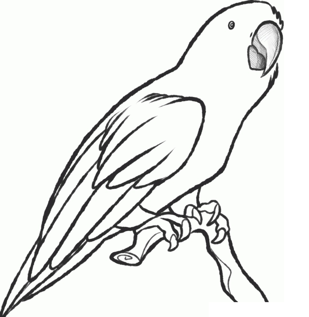 parrot-coloring-pages-printable