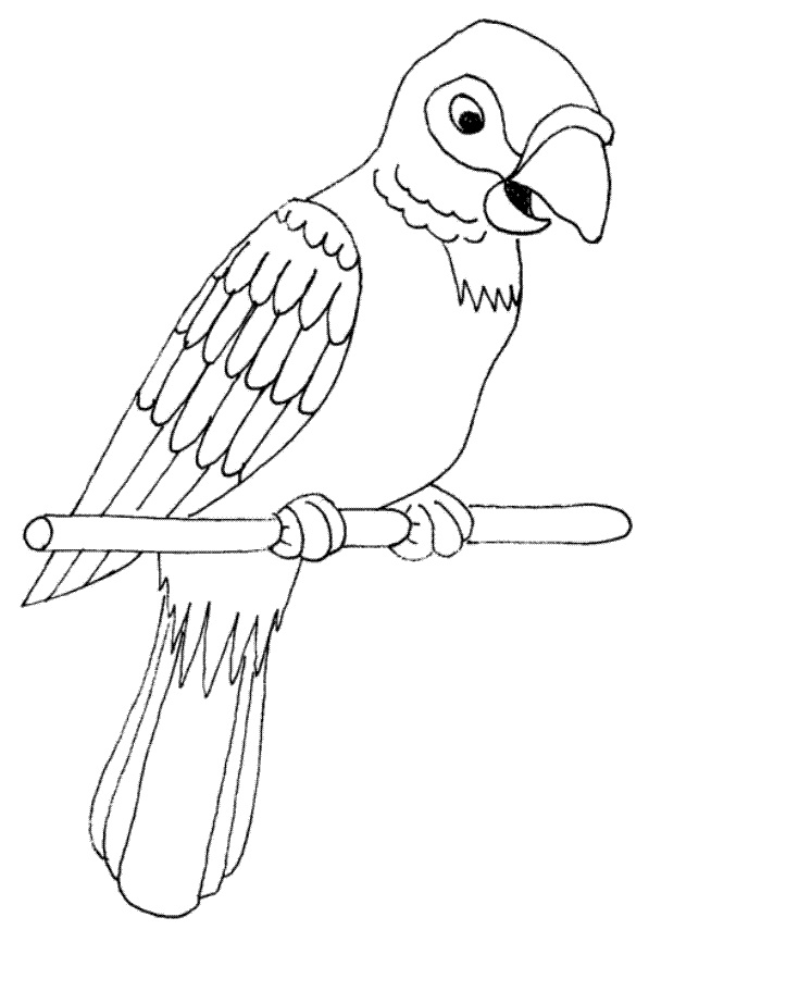 Parrot Coloring Sheets Printable Coloring Pages