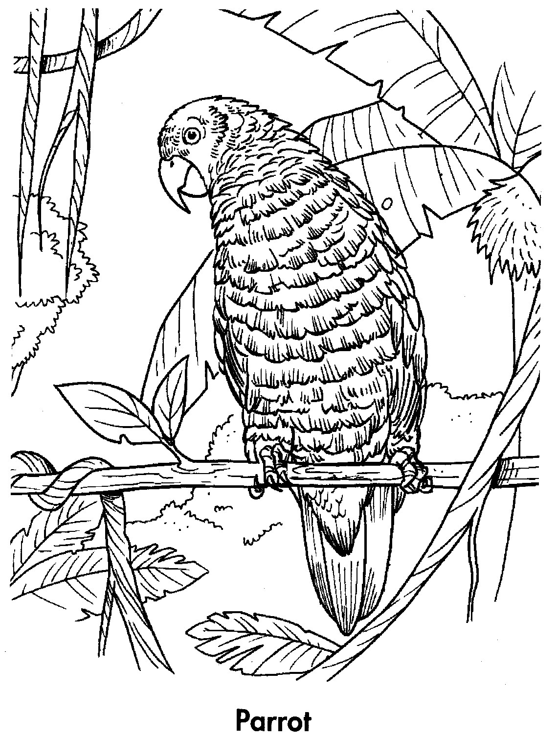 Free Printable Parrot Coloring Pages For Kids Animal Place