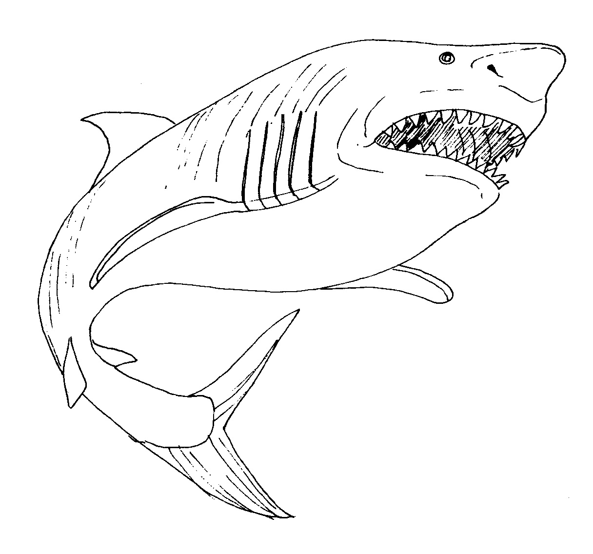 Children will love coloring pages baby shark. 
