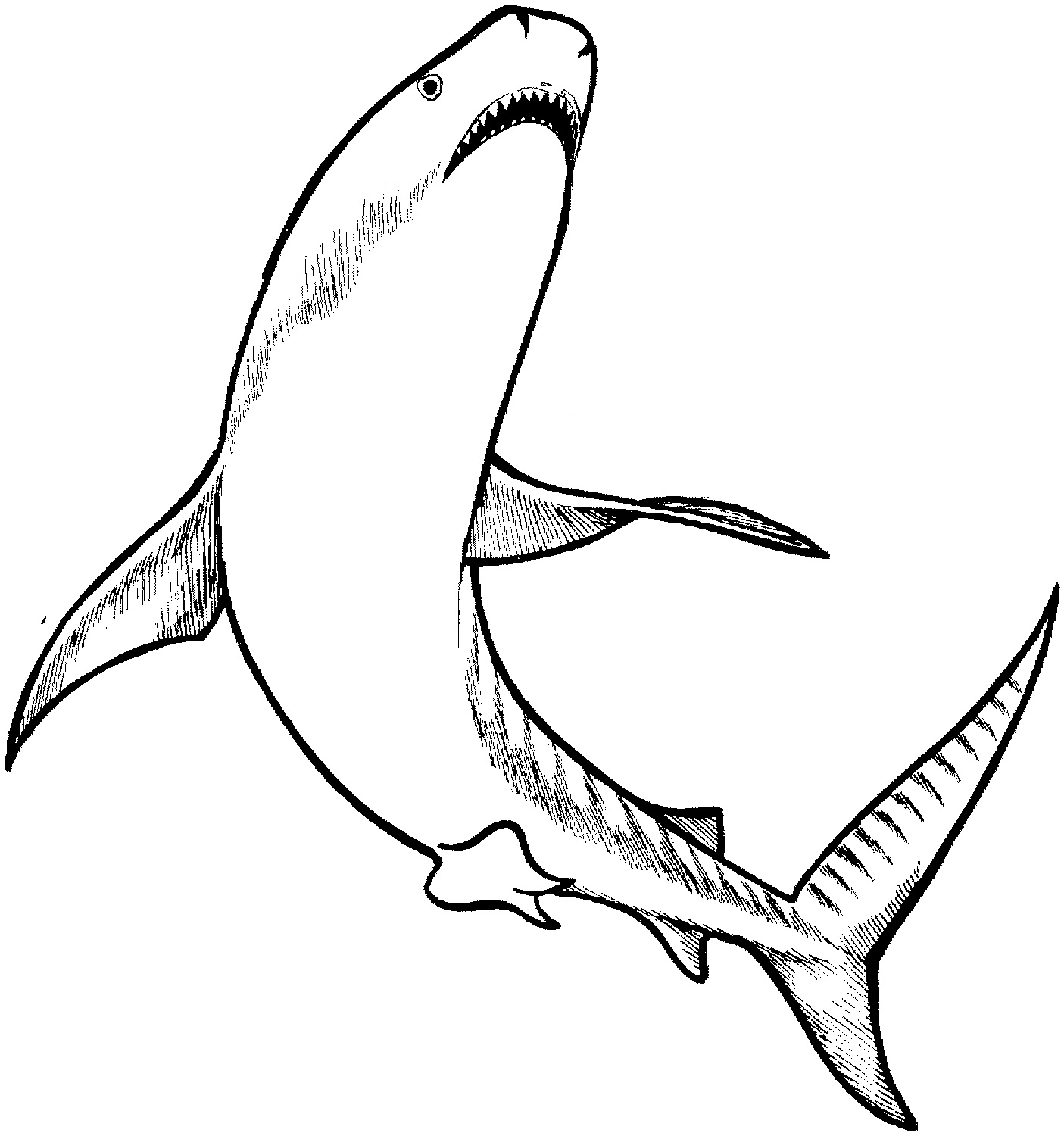 Free Printable Shark Coloring Pages For Kids