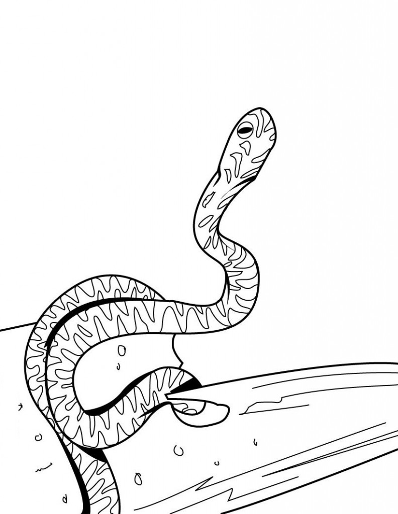Download Snake Coloring Page Photos - Animal Place