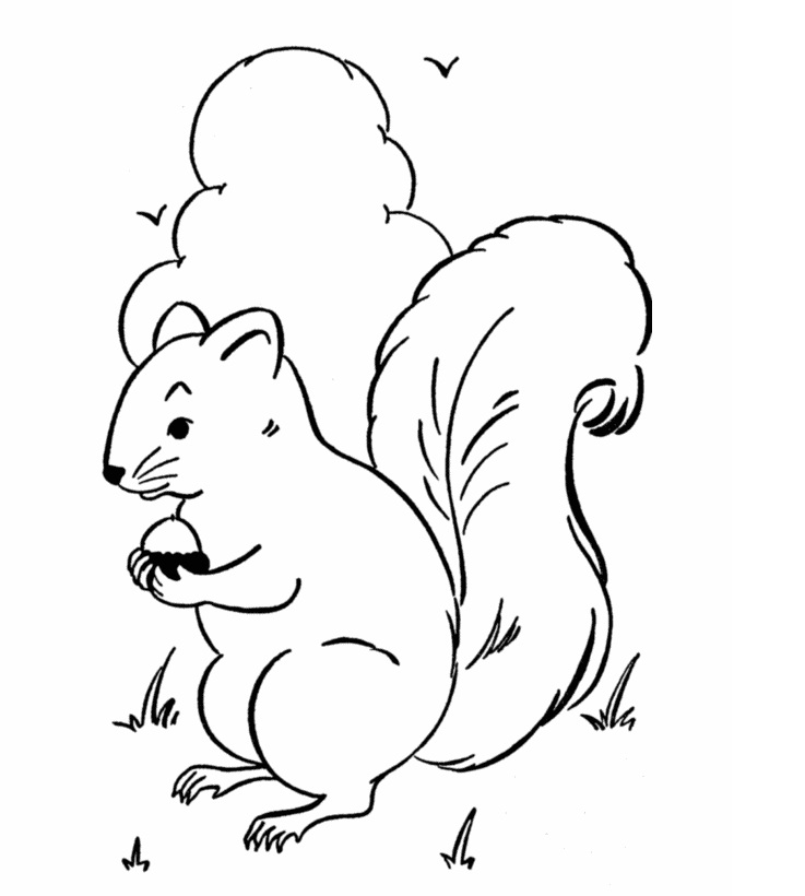 Free Printable Squirrel Coloring Pages For Kids - Animal Place