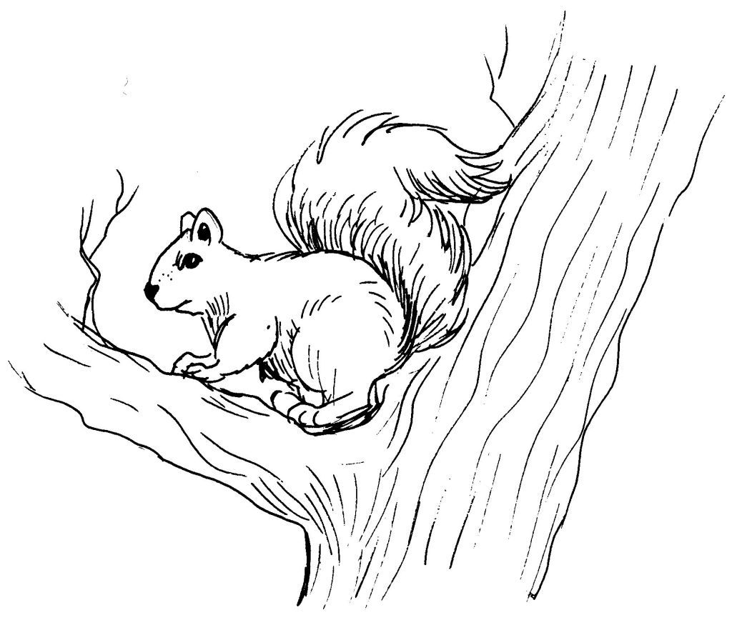 free-printable-squirrel-coloring-pages-for-kids-animal-place