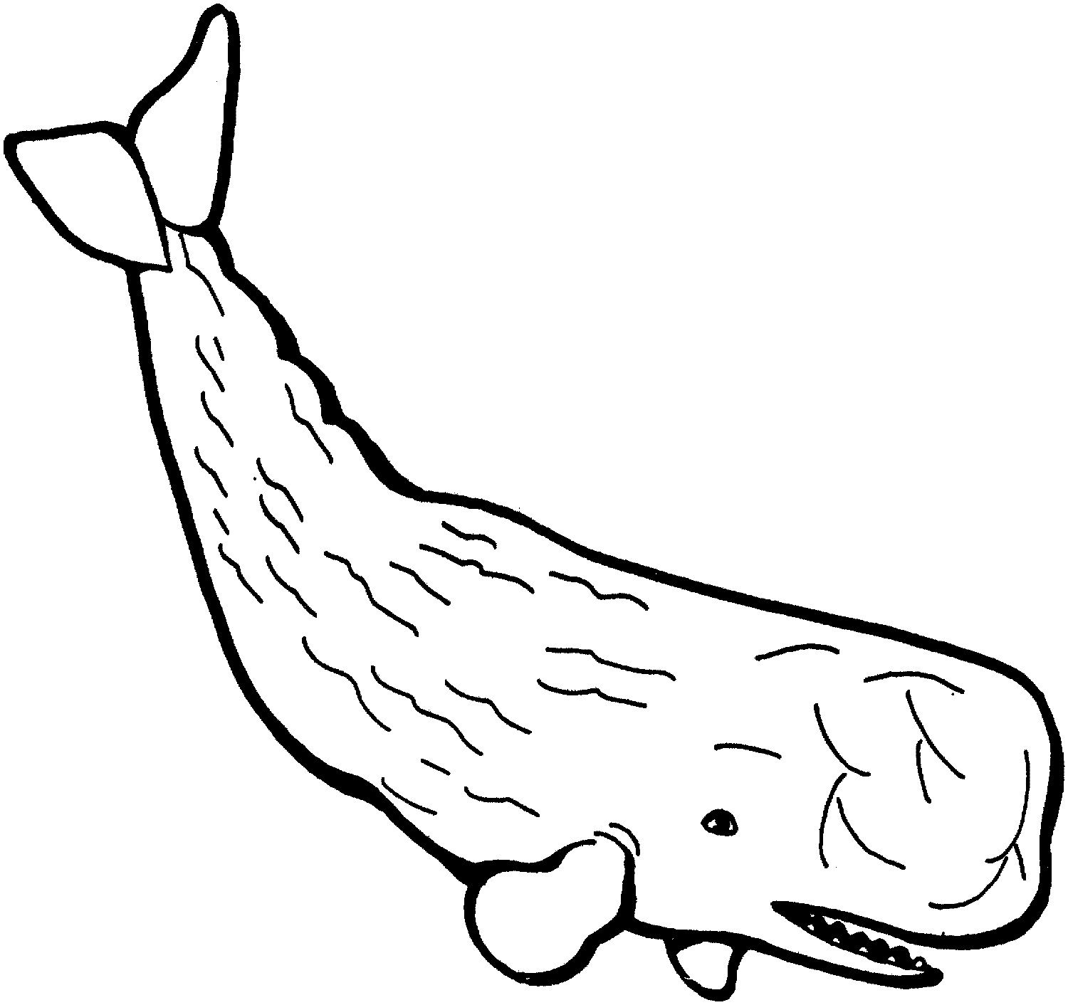 Whale Coloring Page for Kids Picture Animal Place