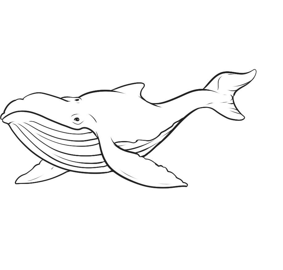 Whale Coloring Pages for Kids Images – Animal Place