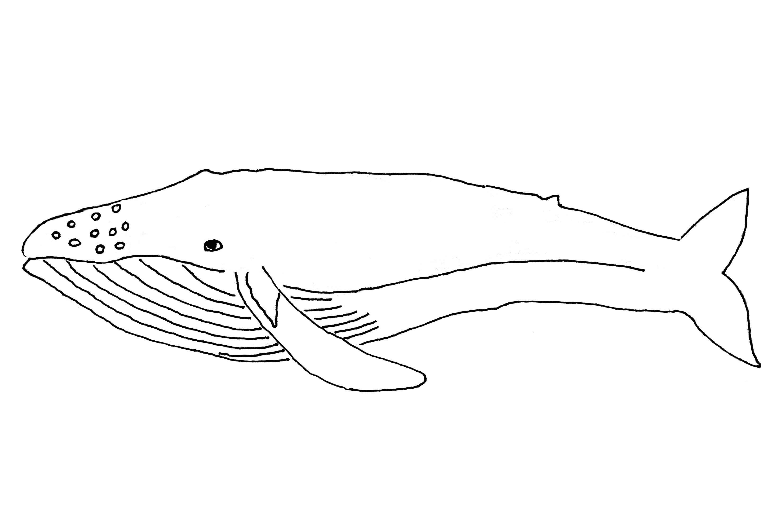 Printable Whale Coloring Pages