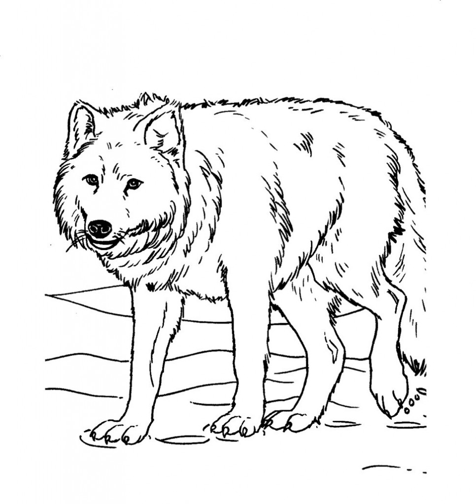 Wolf Coloring Page Image – Animal Place