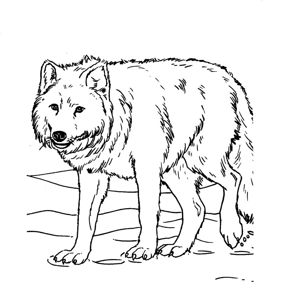 free printable wolf coloring pages for kids animal place