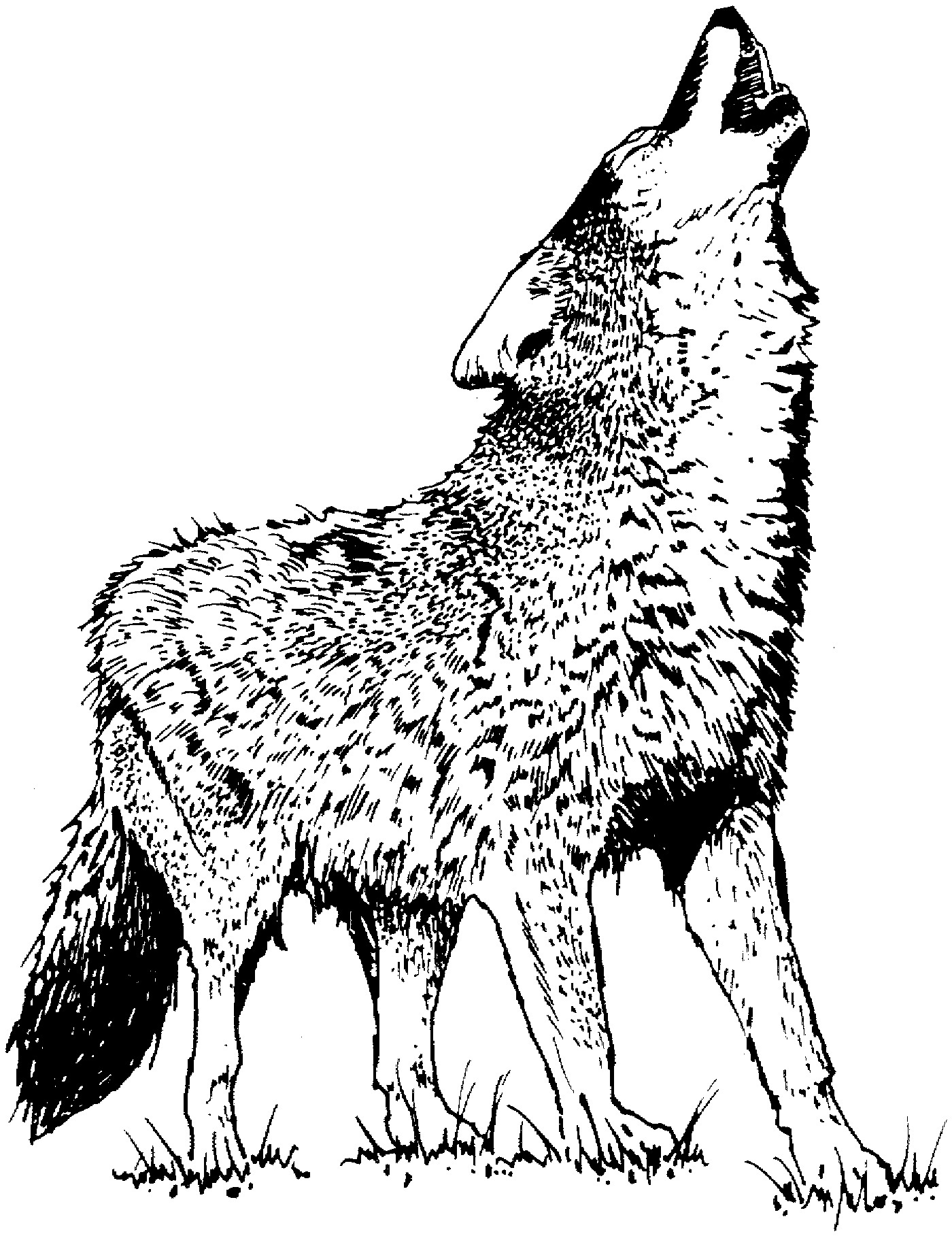 Free Printable Wolf Coloring Pages For Kids Animal Place Free Printable Wolf Coloring Pages For Kids Animal Place