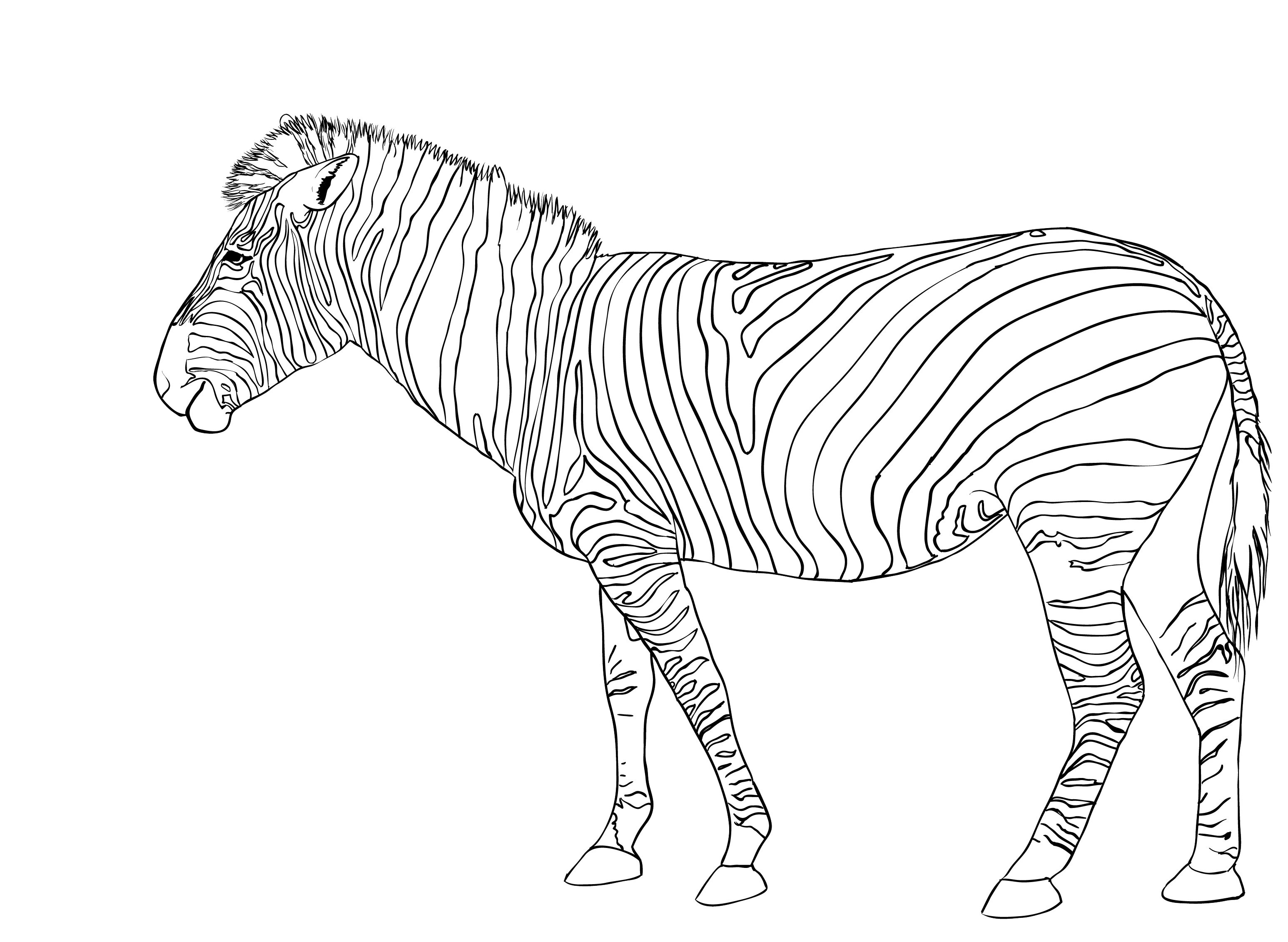 Free Printable Zebra Coloring Pages For Kids Animal Place