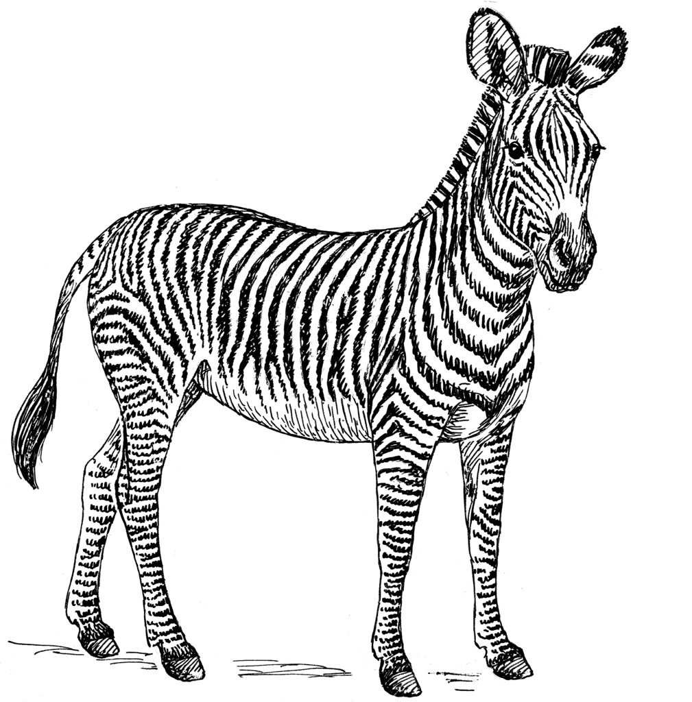 free printable zebra coloring pages for kids - free printable zebra ...