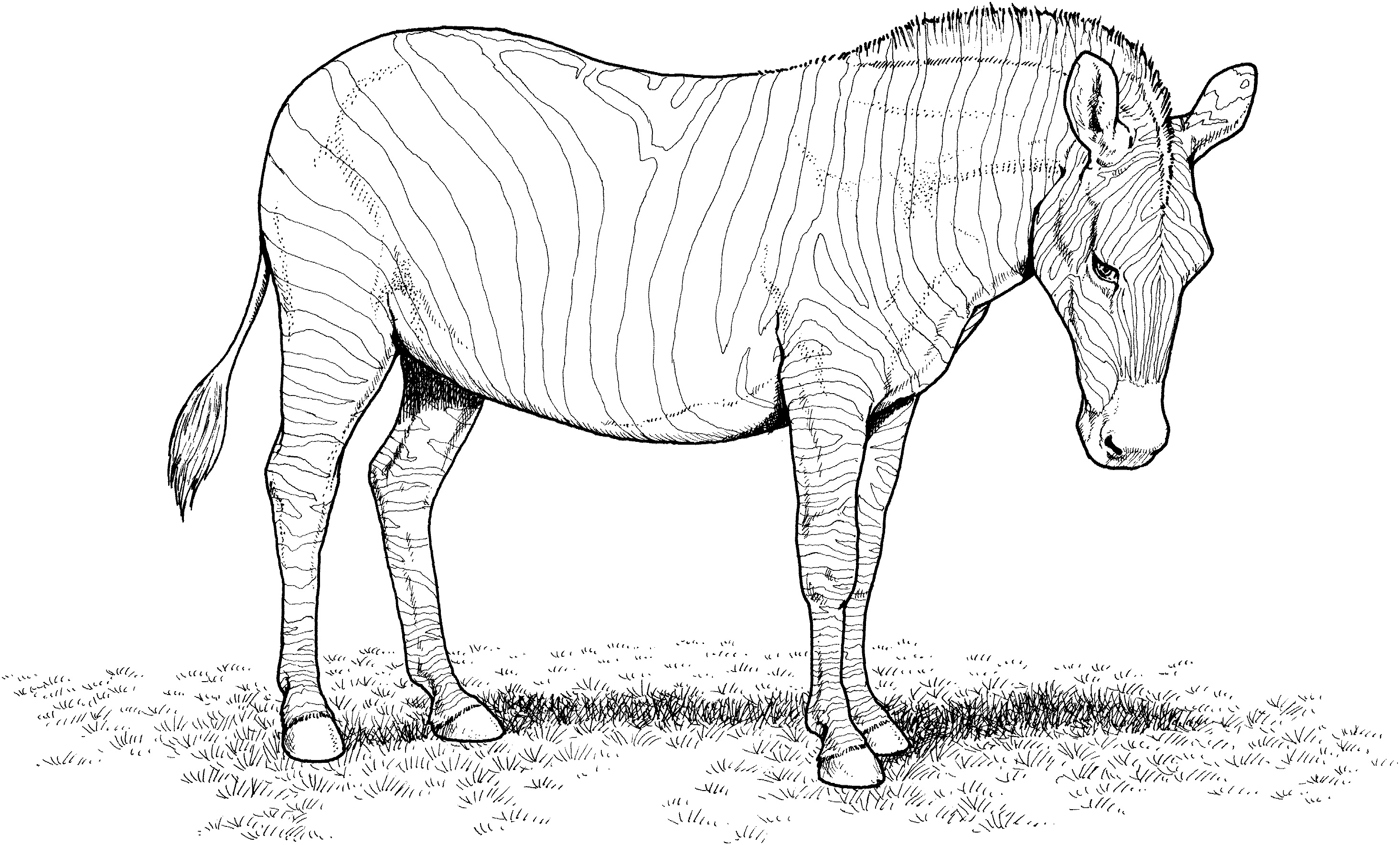 Free Printable Zebra Coloring Pages For Kids