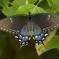 Black Swallowtail: Facts, Characteristics, Habitat and More Black Swallowtail: Facts, Characteristics, Habitat and More
