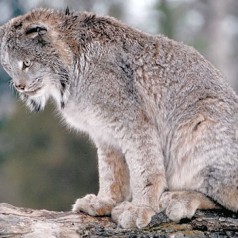 Canada Lynx: Facts, Characteristics, Habitat and ore