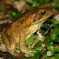 Cane Toad: Facts, Characteristics, Habitat and More
