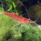 Cherry Shrimp: Facts, Characteristics, Habitat and More